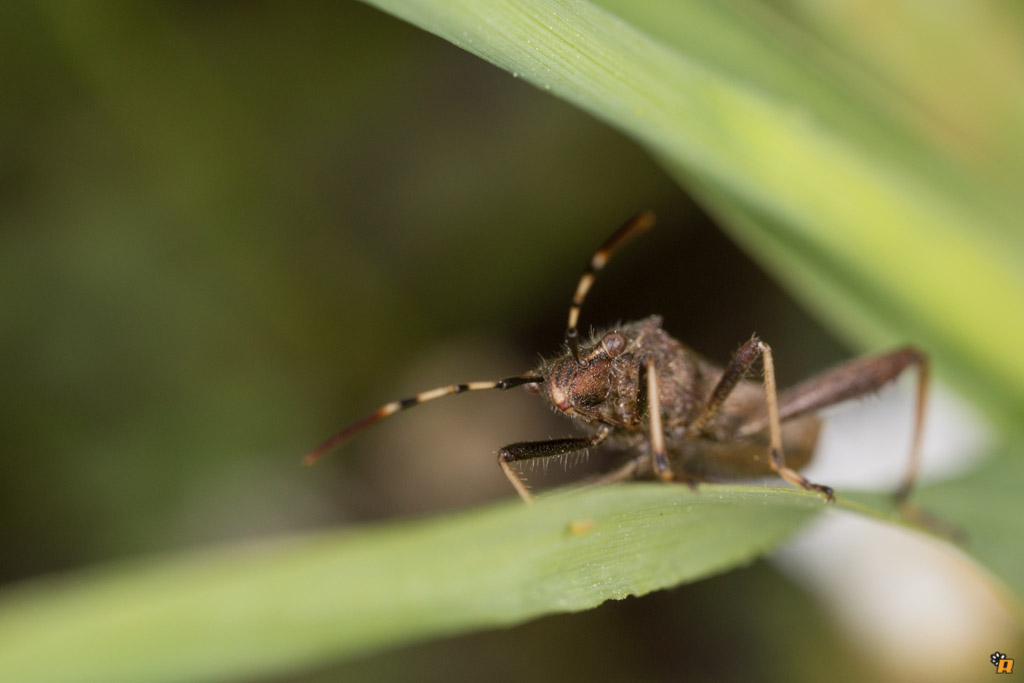 Alydidae: Camptopus lateralis della Sardegna